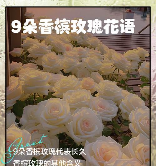 74朵玫瑰代表什么花语？