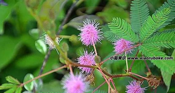 珍珠白果花的花语有何含义？