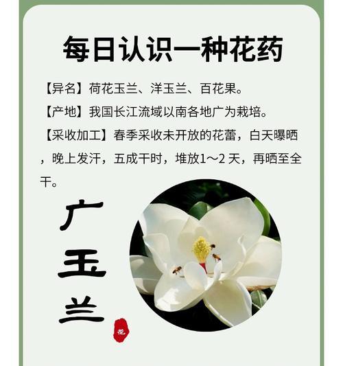 玉兰花的花语如何表达？