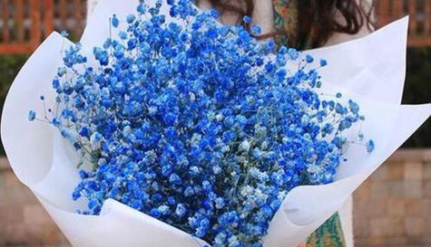 薄荷蓝满天星的花语代表什么？