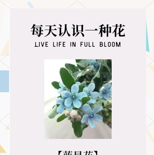 薄荷蓝满天星的花语代表什么？