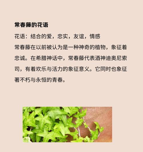 西洋常春藤的花语有何含义？