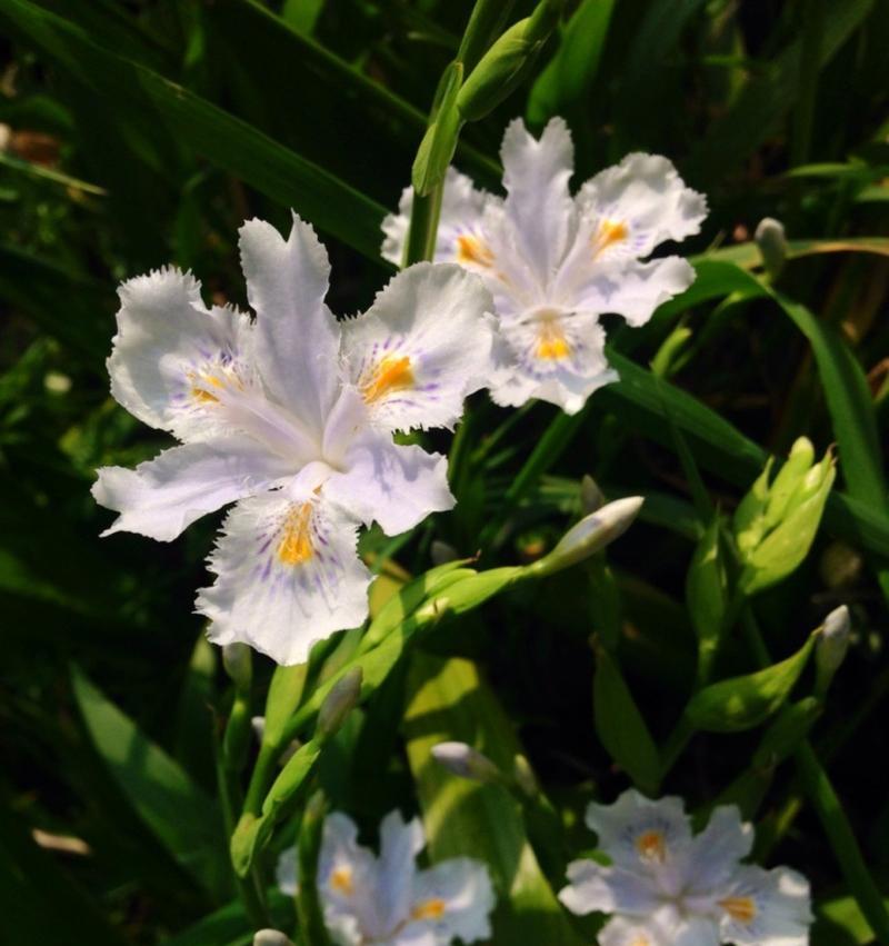 蝴蝶花的花语及其由来是什么？