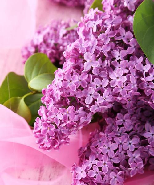 粉红色的花代表什么？各种粉红色花的花语有哪些？
