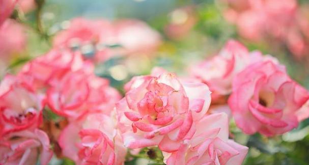 粉红色的花代表什么？各种粉红色花的花语有哪些？
