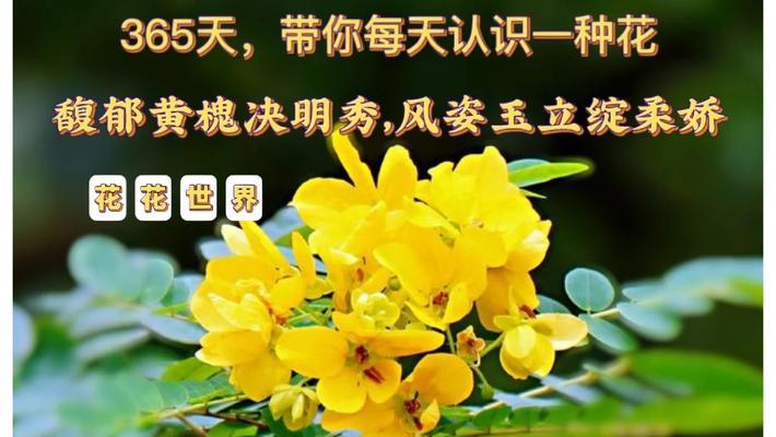 槐花的花语是什么？春之爱意如何通过槐花表达？