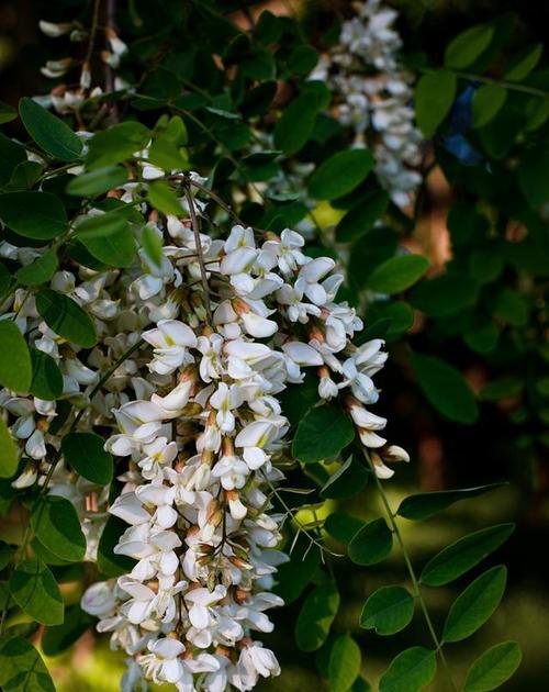 槐花的花语是什么？春之爱意如何通过槐花表达？