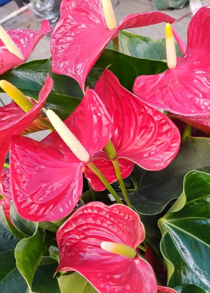 红掌开白花的花语是什么？红掌花语有哪些含义？