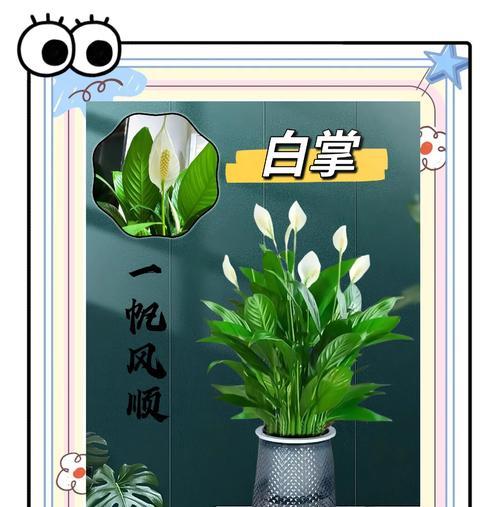 红掌开白花的花语是什么？红掌花语有哪些含义？