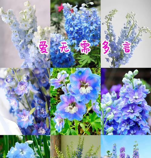 如何通过花语表达爱？表达爱的花有哪些？
