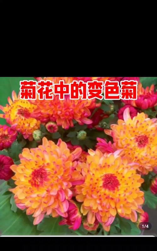 各种颜色菊花的花语是什么？菊花花语有哪些含义？