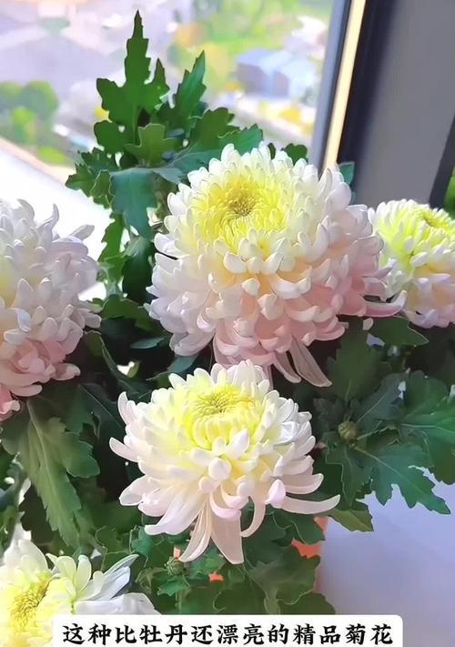 各种颜色菊花的花语是什么？菊花花语有哪些含义？
