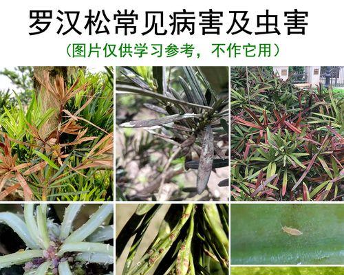花语牌杀虫杀菌剂效果如何？使用方法是什么？