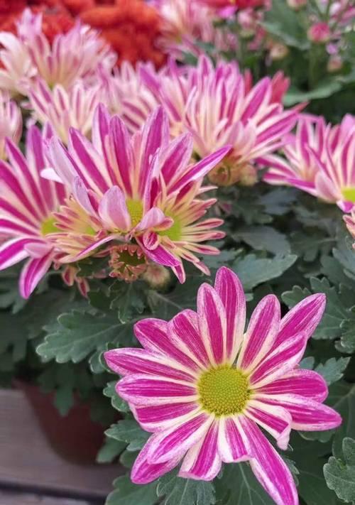 橘色菊花和荷兰菊的花语是什么？它们有何区别？