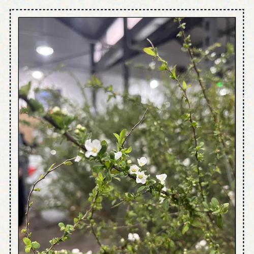 冬天开的花有哪些？它们的花语分别是什么？