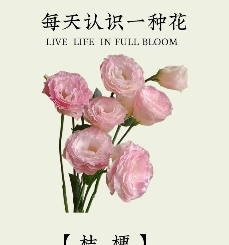 冬天开的花有哪些？它们的花语分别是什么？