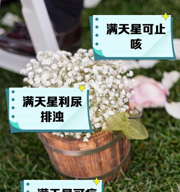 满天星的花语是什么？如何养殖满天星？