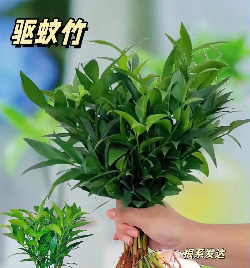 哪些水培植物花语好？如何选择和养护？