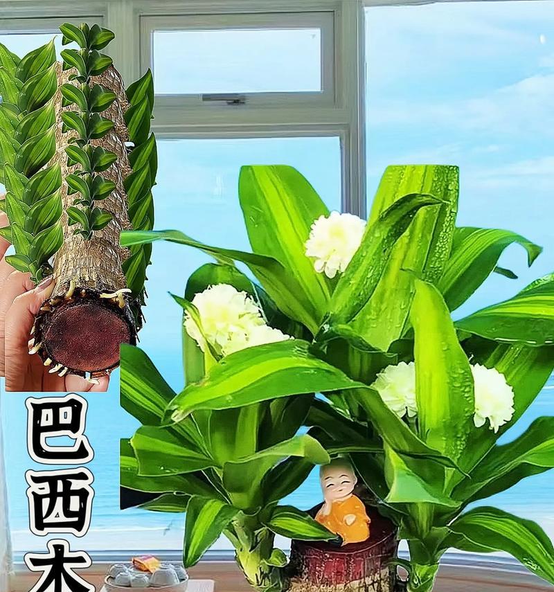 哪些水培植物花语好？如何选择和养护？