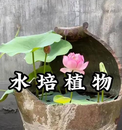 哪些水培植物花语好？如何选择和养护？