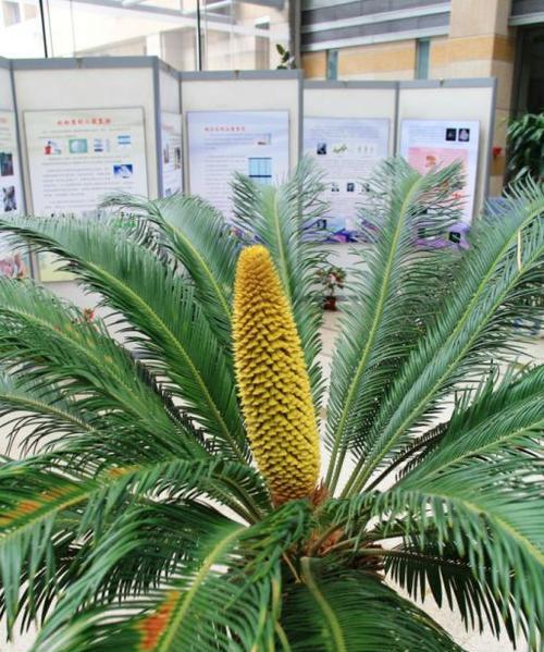 花语牌铁树专用肥效果如何？使用方法是什么？