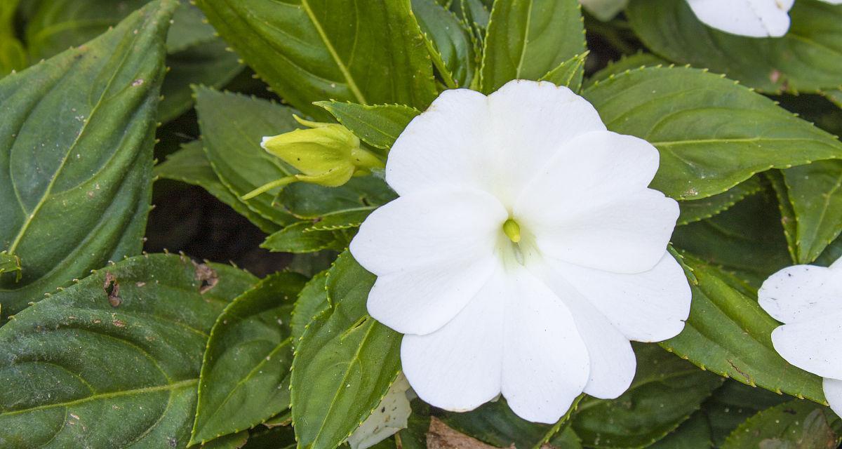 白色凤仙花的花语是什么？它有哪些特别含义？