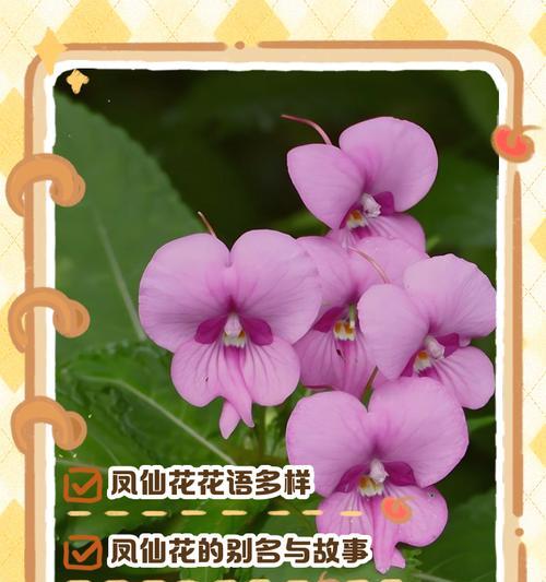 白色凤仙花的花语是什么？它有哪些特别含义？