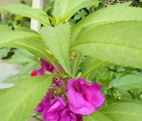 白色凤仙花的花语是什么？它有哪些特别含义？