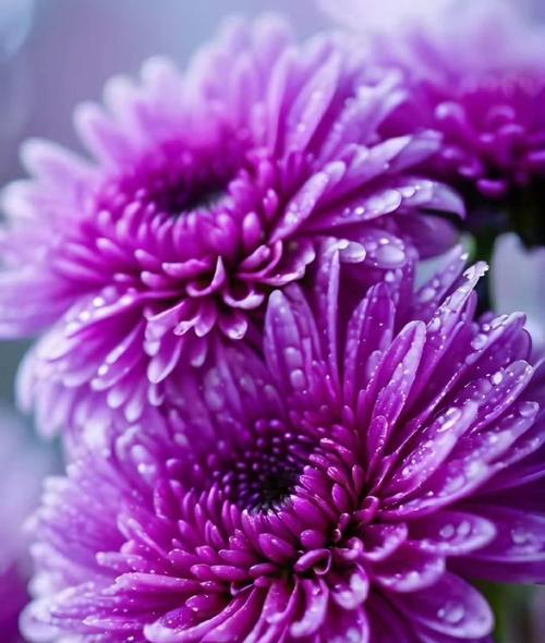 小紫菊花的花语和寓意是什么？它代表什么？