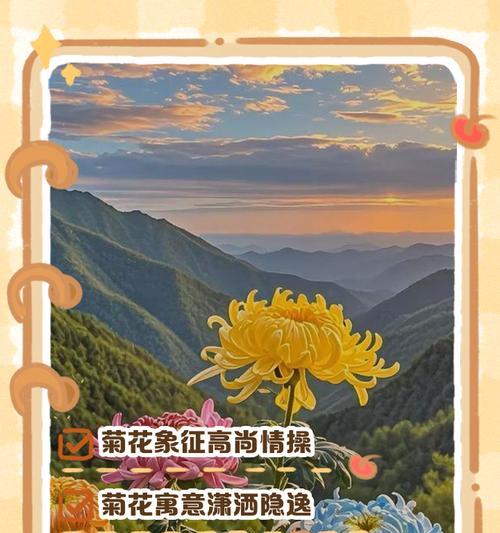 小紫菊花的花语和寓意是什么？它代表什么？