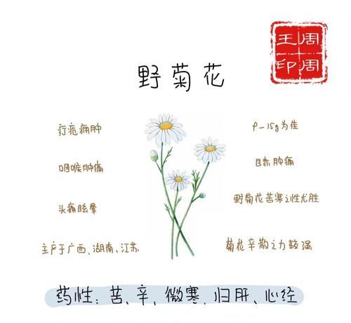 小紫菊花的花语和寓意是什么？它代表什么？