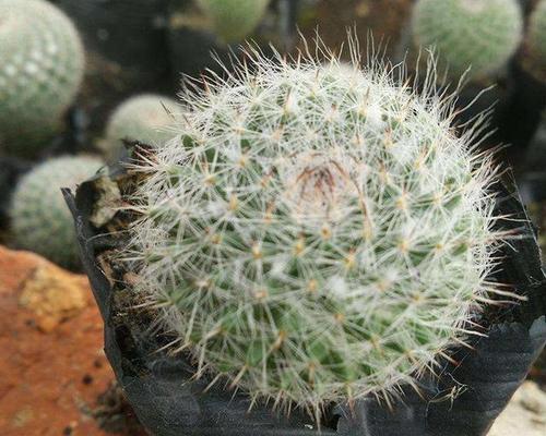 玉翁的花语是什么？它有何特别之处？