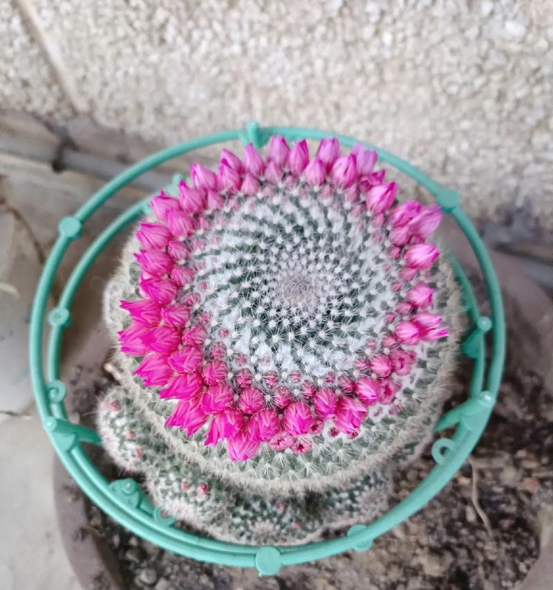 玉翁的花语是什么？它有何特别之处？
