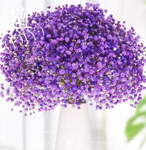 满天星代表想念吗？它的花语有哪些含义？