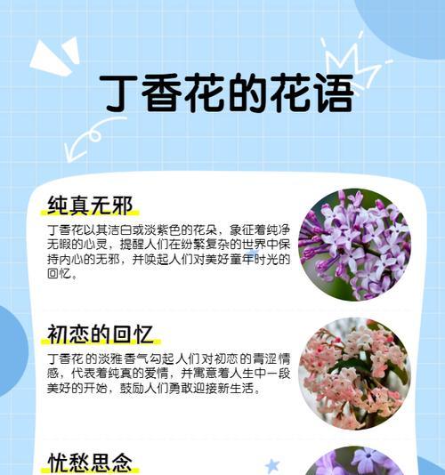 刺茄的花语是什么？它有何特别含义？
