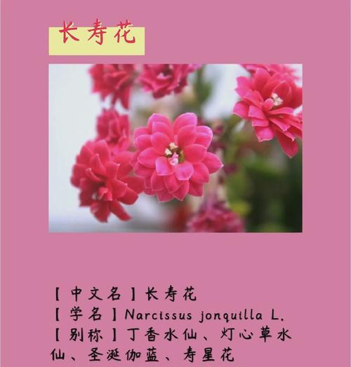 长寿花满天星花语有哪些含义？
