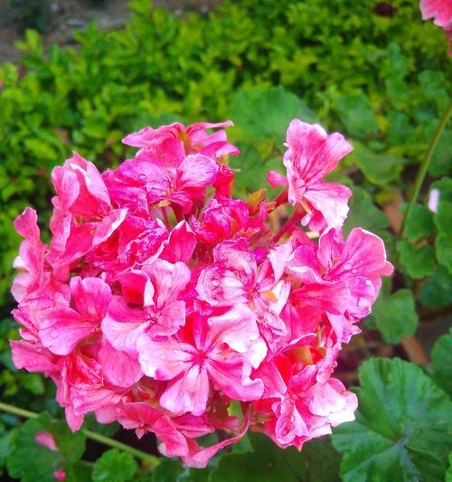 圣诞节送花的花语代表什么？