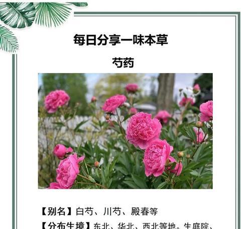 哪些花的花语寓意比较好？