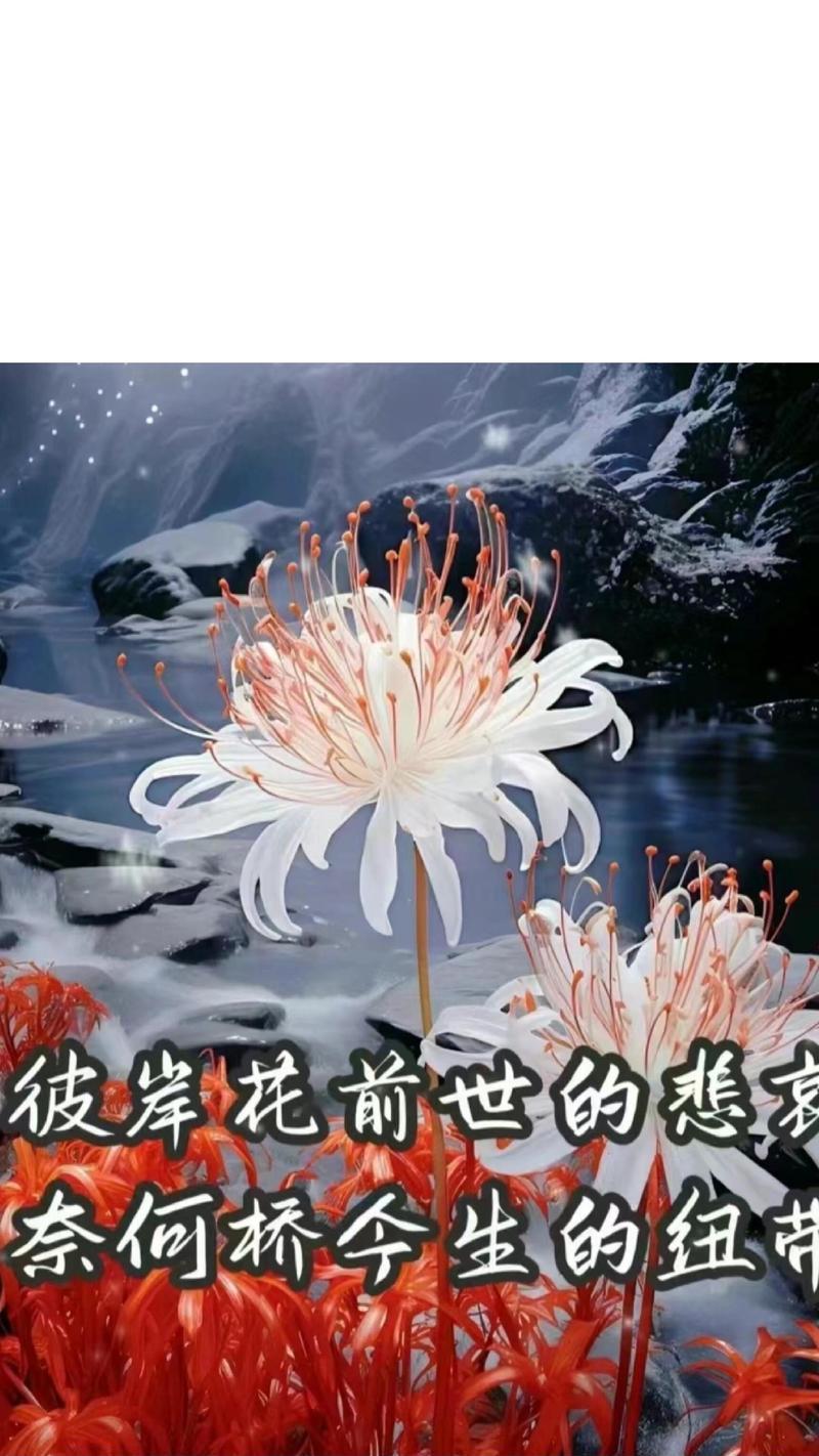 有关彼岸花的花语你知道吗？