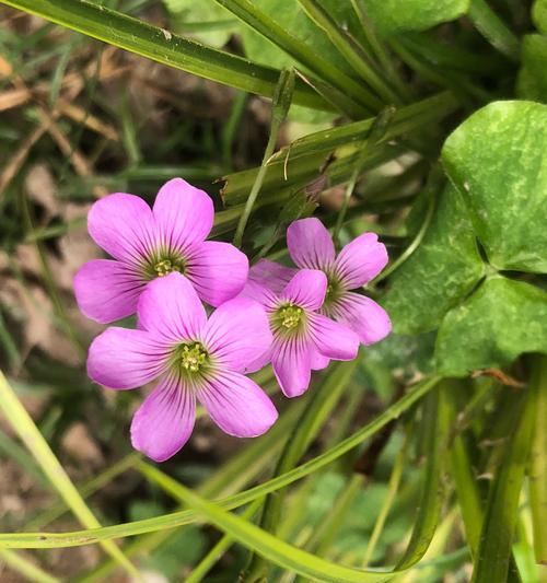 粉色八仙花的花语有哪些？