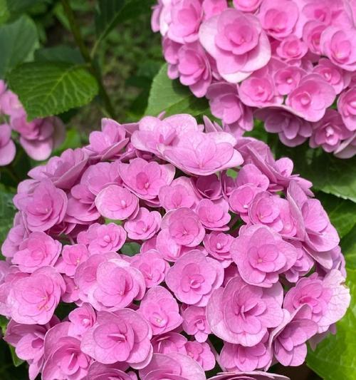 粉色八仙花的花语有哪些？