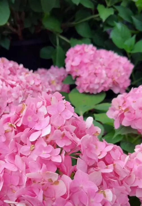 粉色八仙花的花语有哪些？
