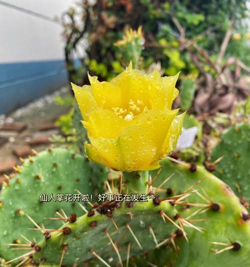 仙人掌的花语有什么特别之处？