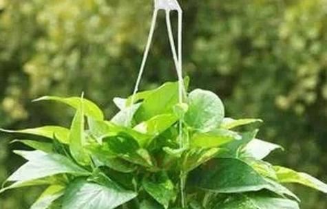 办公室适合摆放哪些花的花语？