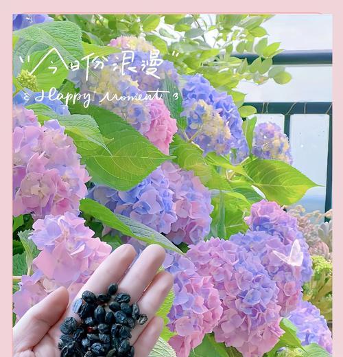 绣球花的花语代表什么意义？