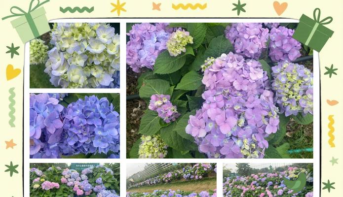 绣球花的花语代表什么意义？