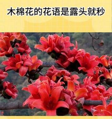 木棉花的花语在哪个国家最流行？