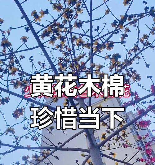 木棉花的花语在哪个国家最流行？