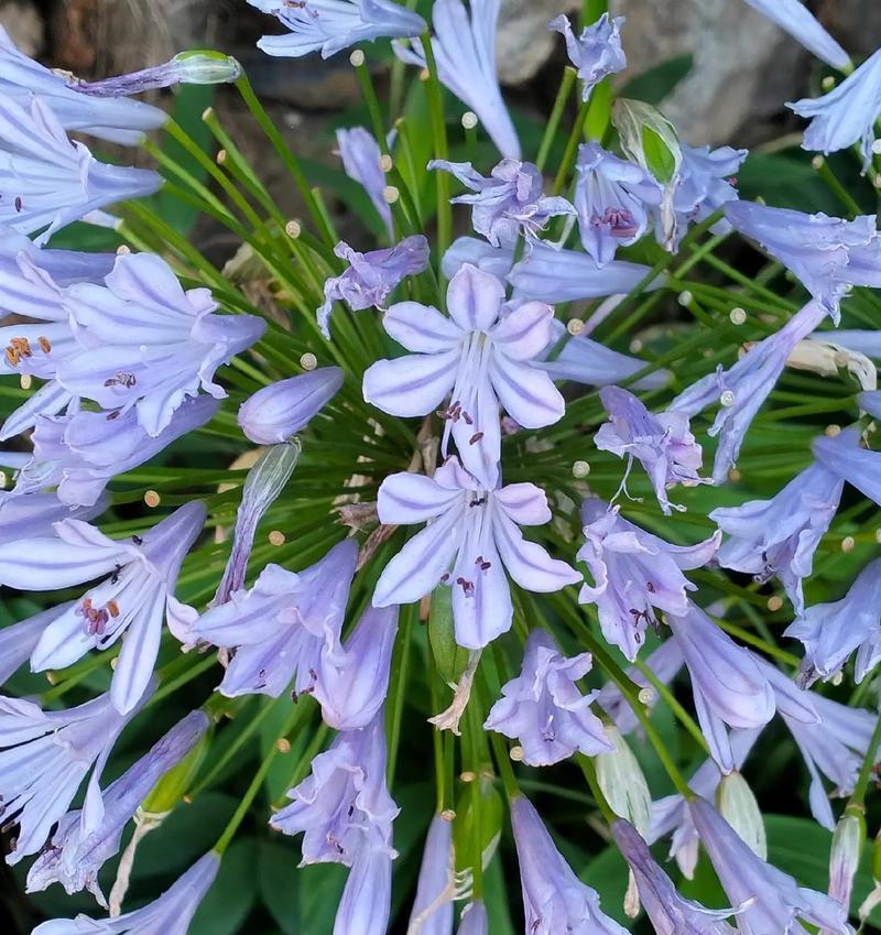 百子莲的花语有哪些特别之处？