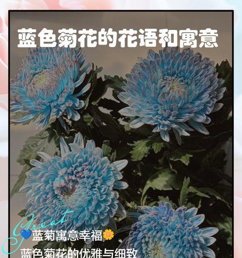 每个月份的菊花花语分别是什么？